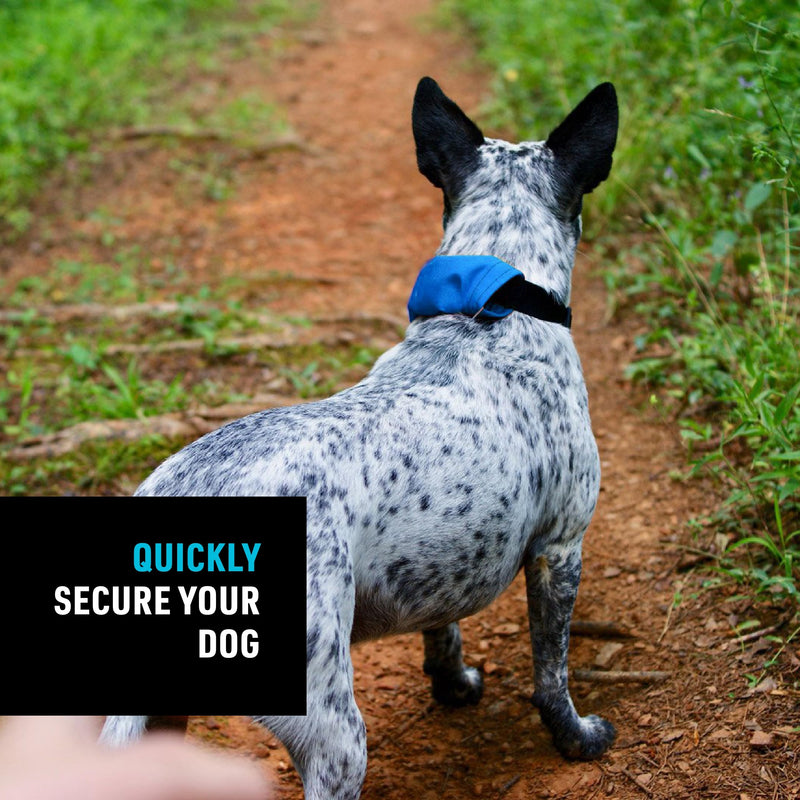 Nite Ize Raddog All-in-One Collar and Leash Combo - Heavy-Duty Dog Collar with Built-in Retractable Leash - 14" to 16" Collar - Blue, Small - PawsPlanet Australia
