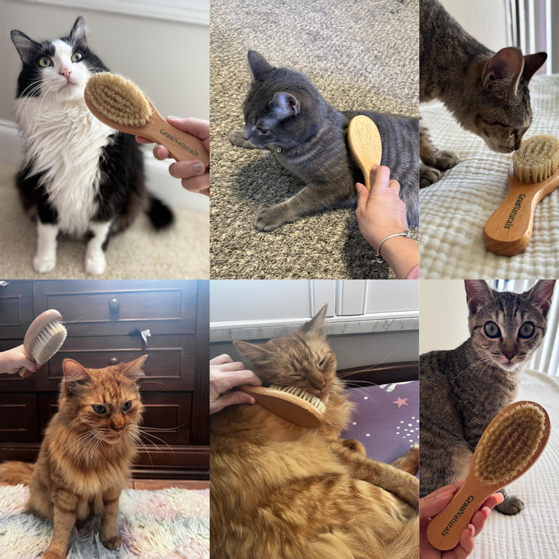 GranNaturals Boar Bristle Soft Cat Brush for Indoor, Outdoor, Short Haired Cats, Kittens, Small Dog, Rabbit, Furry Pets - Gentle Grooming on Sensitive Hair Coat & Tail with Durable Wooden Handle - PawsPlanet Australia