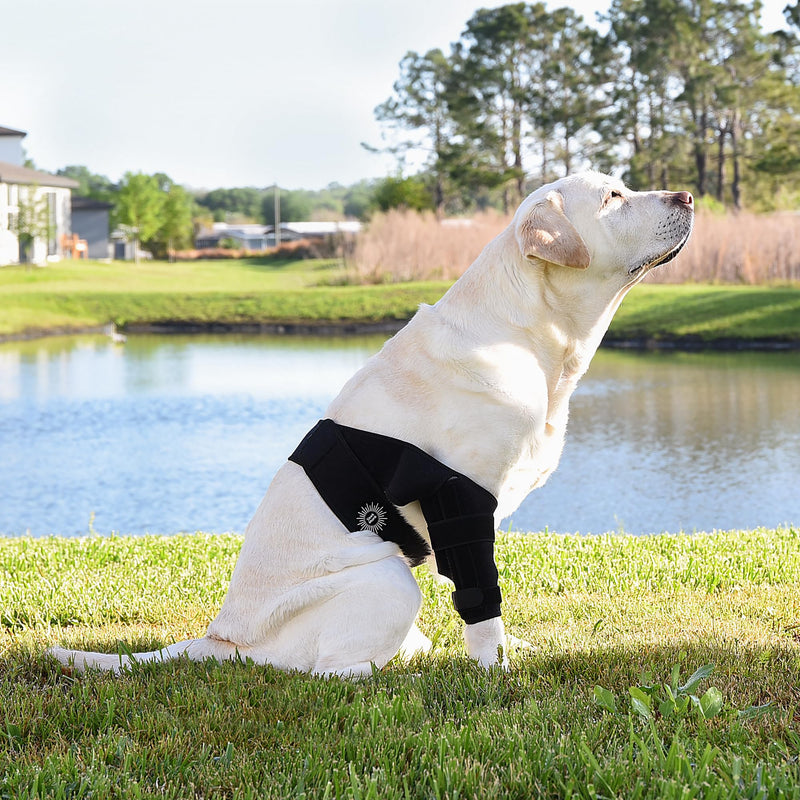 Large Breathable Dog Knee Brace for Torn ACL Legs - Easy to Use, Neoprene Dog Leg Braces for Back Leg - ACL Brace for Dogs, Helps Reduce Pain and Heal Injuries - PawsPlanet Australia