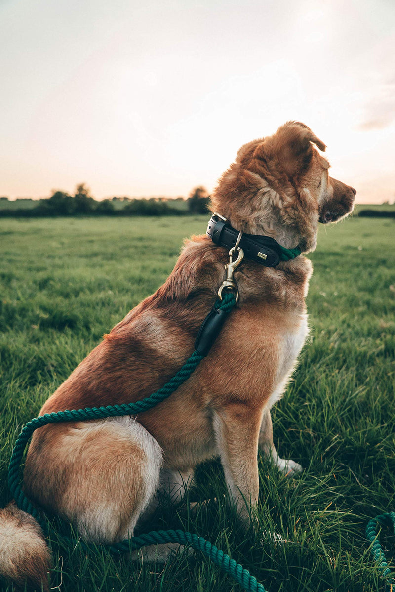 Embark Pets Country Dog Rope Leash – Braided Cotton Leashes w/ Strong Leather Finish for Small Medium and Large Breed Dogs – Heavy Duty for Training, Walking, Hiking Forest Green - PawsPlanet Australia