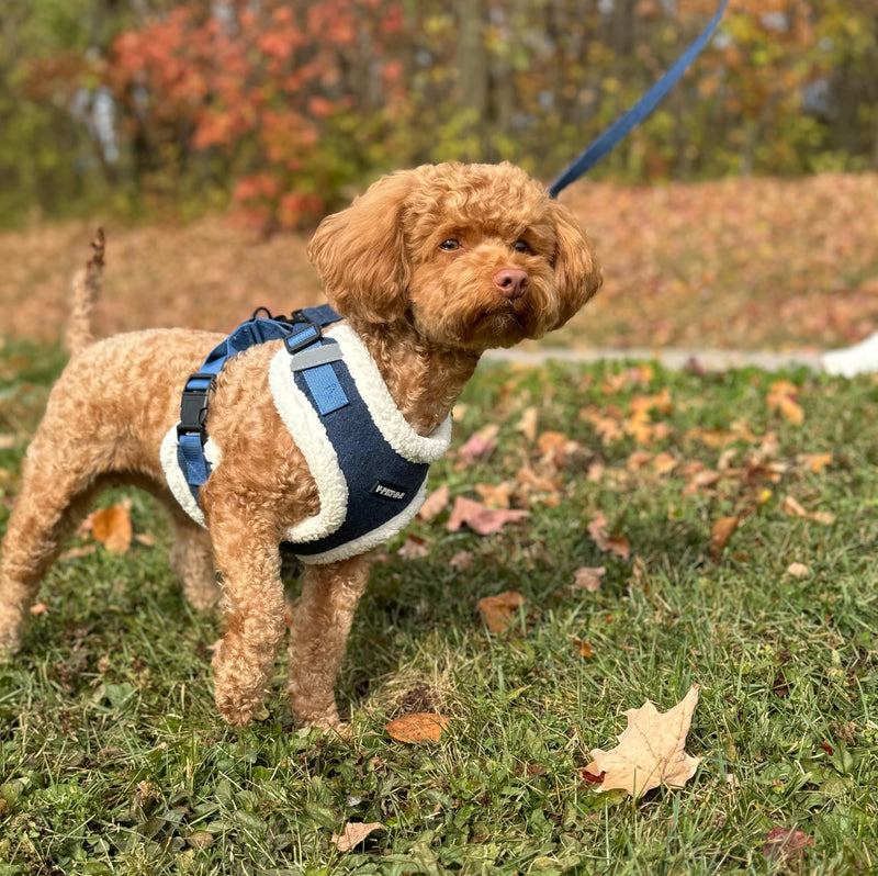 Luxury Winter Warm Soft Padded Dog Harness and Leash Set - Cute Dog Harness - Denim Harness for Small Dogs, Puppies, Large & Medium Breeds - Anti Pull Adjustable Harness for Boys & Girls (X-Small) X-Small - PawsPlanet Australia