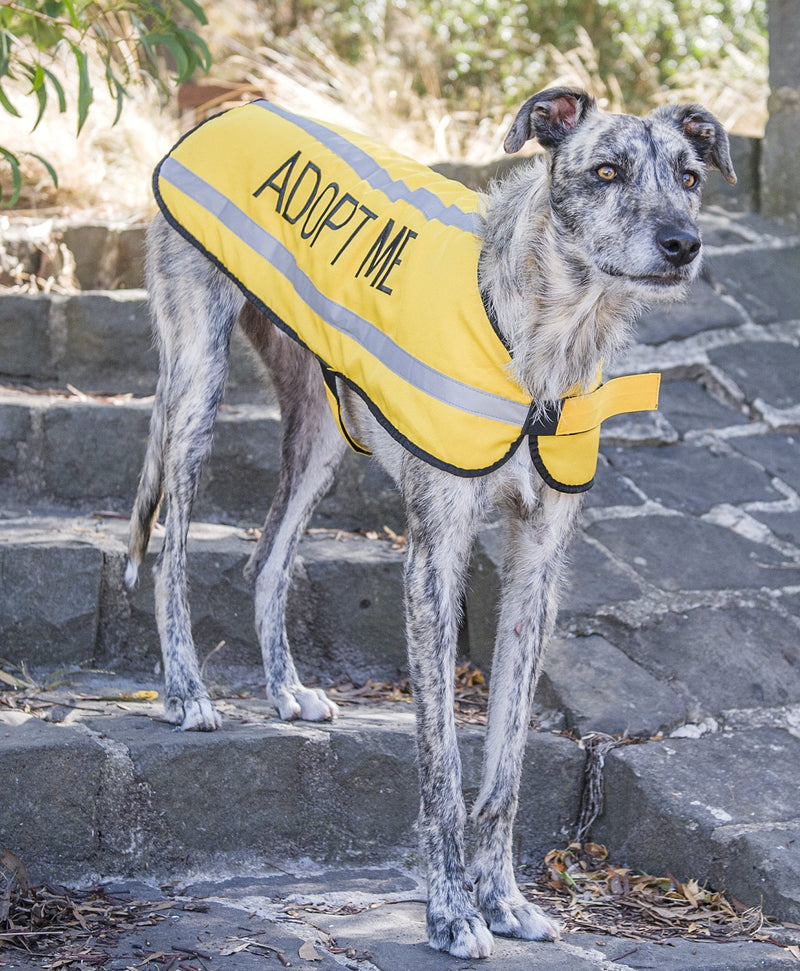 Dexil Limited Adopt ME Yellow Warm Dog Coats S-M M-L L-XL Waterproof Reflective Fleece Lined Donate to Your Local Charity (L-XL Back 23"