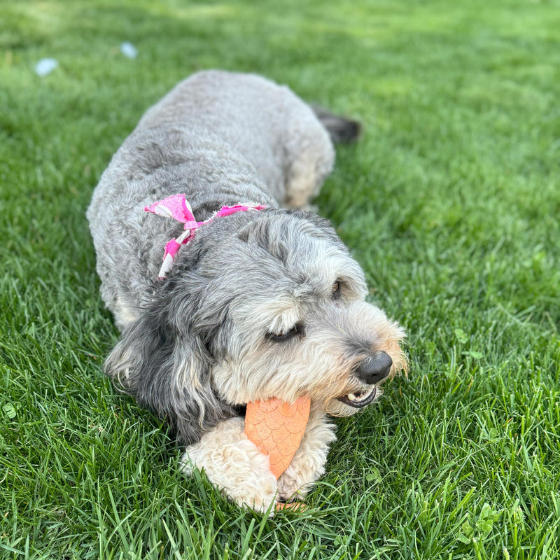 SPOT Bam-Bones Fish - Made with Strong Bamboo Fiber, Durable Long Lasting Dog Bone for Light to Moderate Chewers, Great Chew Toy for Adult Dogs & Teething Puppies under 30lbs, 5.5in, Salmon Flavor - PawsPlanet Australia