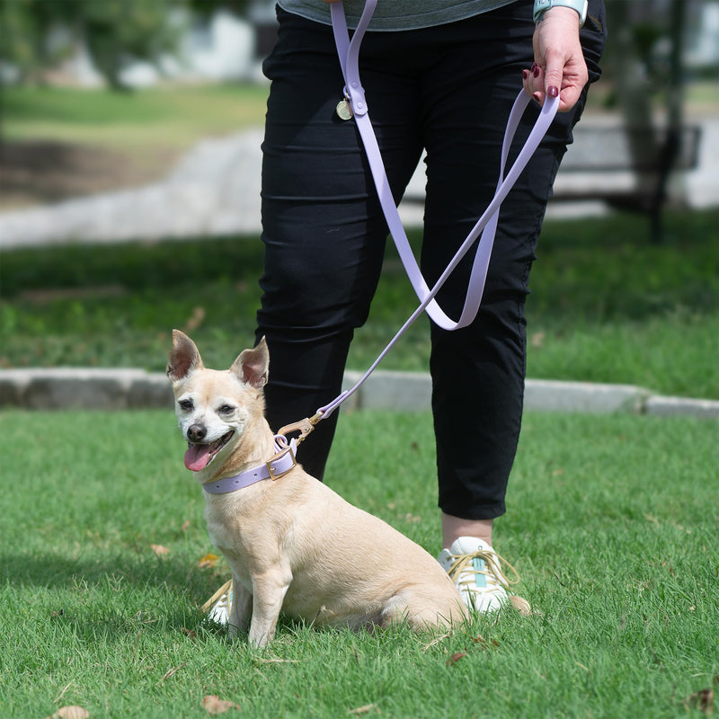 6ft Dog Leash, Dog Collars, Poop Bag Dispenser, & Dog Poop Bag Included. Waterproof Leash for Medium Dogs, with Heavy Duty Nylon PVC. Use as Puppy Collar and Leash (Purple, Medium) Purple - PawsPlanet Australia