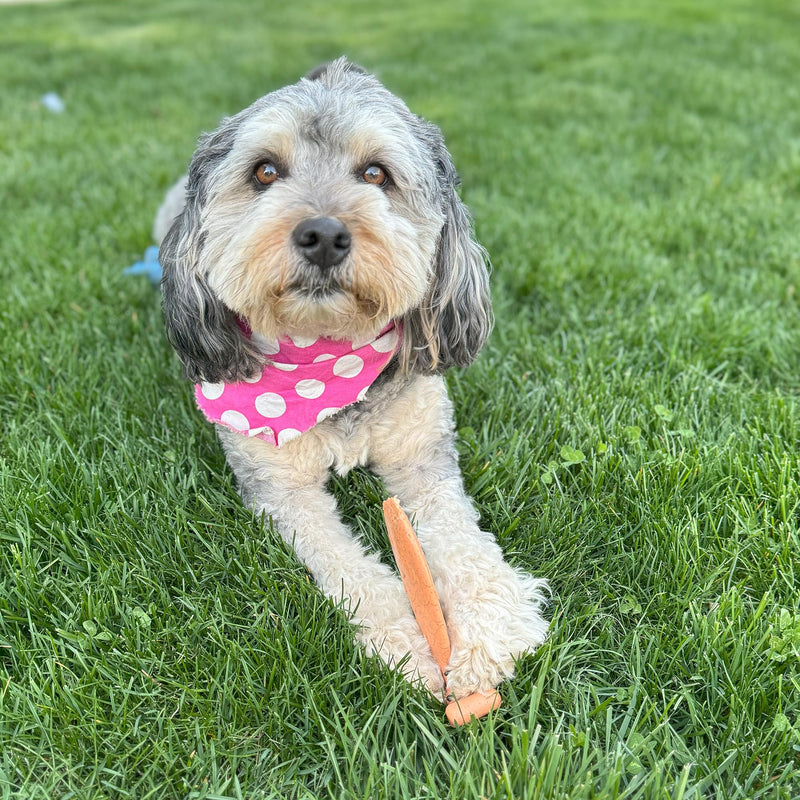 SPOT Bam-Bones Fish - Made with Strong Bamboo Fiber, Durable Long Lasting Dog Bone for Light to Moderate Chewers, Great Chew Toy for Adult Dogs & Teething Puppies under 30lbs, 5.5in, Salmon Flavor - PawsPlanet Australia