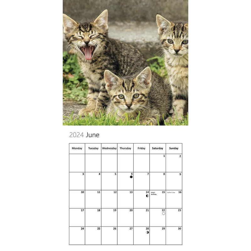 Our World Kittens Wall Calendar 2024 - Large Family Planner & Daily Organiser with Cute Monthly Kitten & Cat Images - Slim Design 2024 Wall Planner - A Great Gift for Kitty Cat Lovers - PawsPlanet Australia