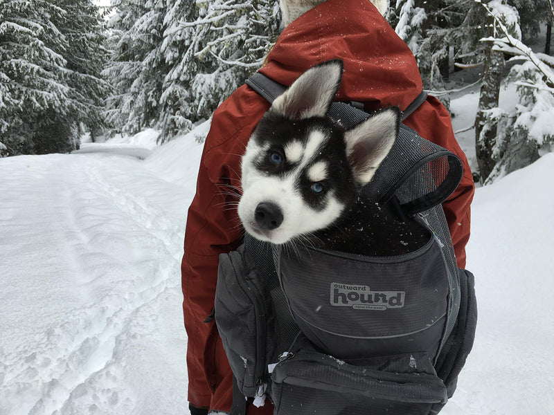 Outward Hound Poochpouch Backpack Small Dog Carrier, Grey - PawsPlanet Australia