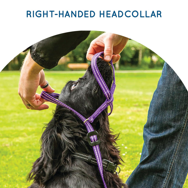 Medium Size Anti Pull Dog Headcollar - Trainer Approved - Soft & Gentle Control - Practical Dog Training & Behaviour Aid - Right Hand - UK Made - Doesn't Include Lead - Purple/Pink Medium - PawsPlanet Australia