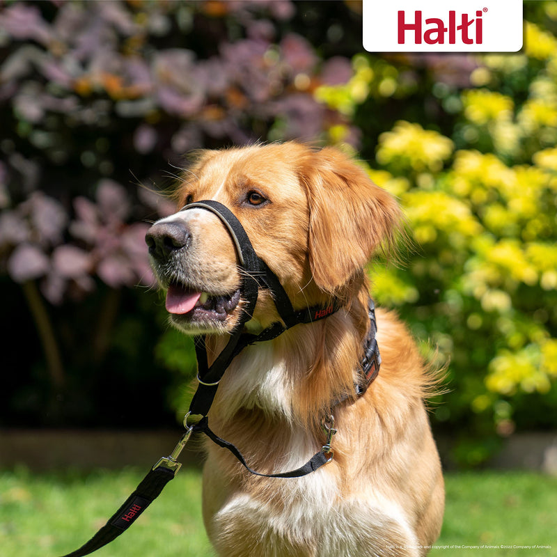 Headcollar Size 3, Black & HALTI Training Leash Size Large, Black Combination Pack - Stop Your Dog Pulling on the Leash. Adjustable, Lightweight with Padded Nose Band. Suitable for Medium Dogs Size 3 Head Collar - PawsPlanet Australia