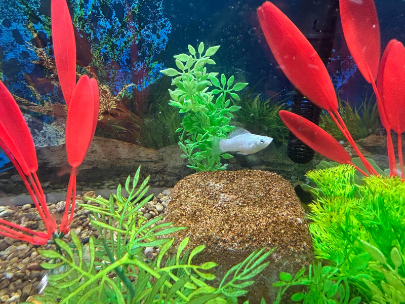 Aquarium Stone for Natural Water Clarification and Odor Removal Featuring Beneficial Bacteria (Nano) 2 Pack Nano - PawsPlanet Australia
