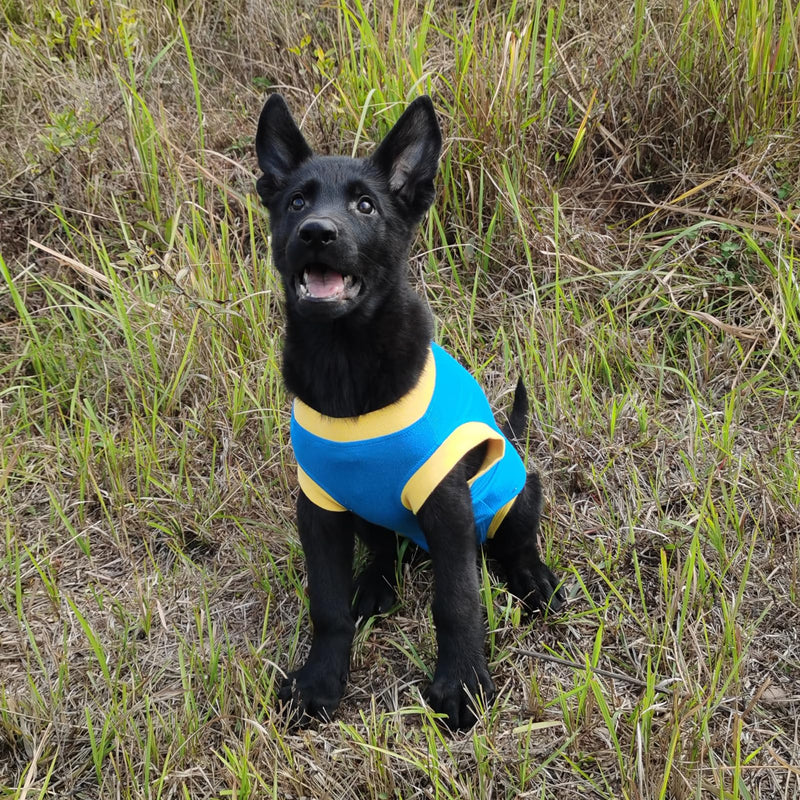 Dog Surgery Recovery Suit After Spay, Dog Onesies for Small, Medium & Large Pet, Abdominal Wounds Post Surgical Recovery Suit lternatives to E-Collars Bandages Recovery Cones M Blue - PawsPlanet Australia