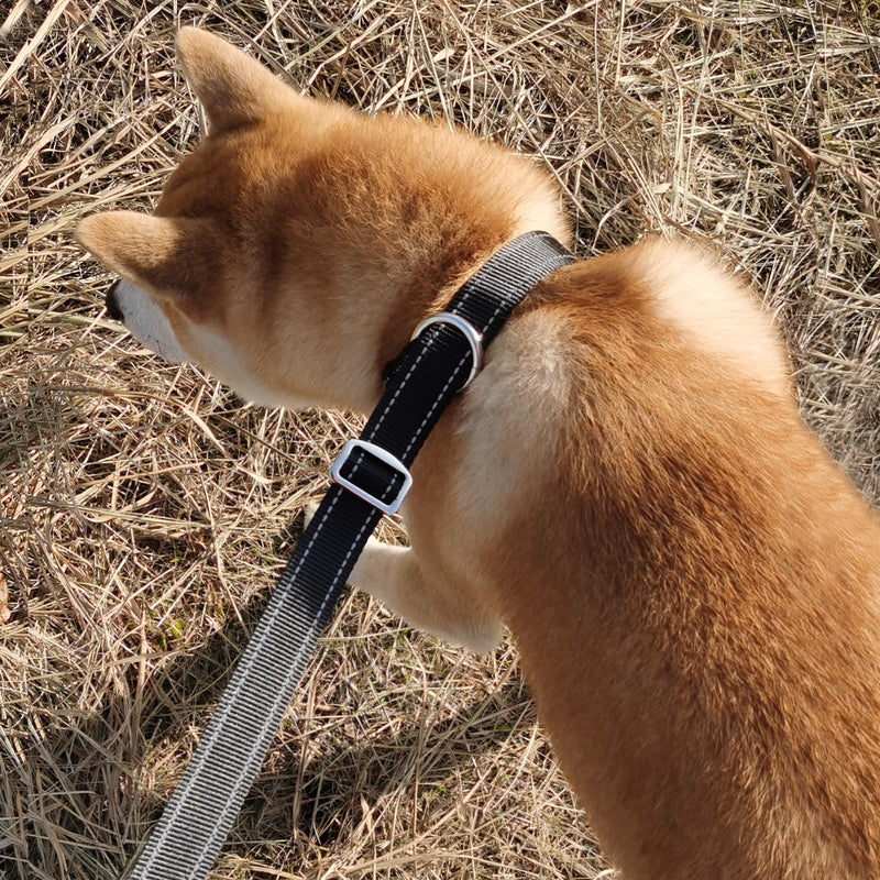 MayPaw Slip Lead Dog Leash, 3/4" Wide Reflective Nylon Training Lead with Padded Handle, 6 FT Flat Pet Leash for Groomers, Shelters, Rescues, Vets or Doggy Daycares 6 FT x 3/4" Wide black - PawsPlanet Australia