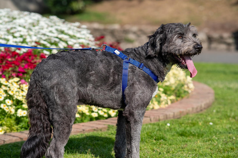 Walk-Through S/M Dog Harness - Soft, Gentle & Secure - Adjustable Fit, Single Lead Attachment Practical Dog Training & Behaviour Aid - Made in Britain - Purple - PawsPlanet Australia