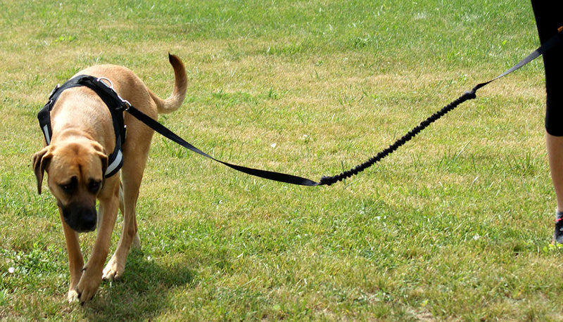 Dingo Shock-Absorber Leash with a Handle for Canicross Hands Free Lead Black Shock absorber lead - PawsPlanet Australia