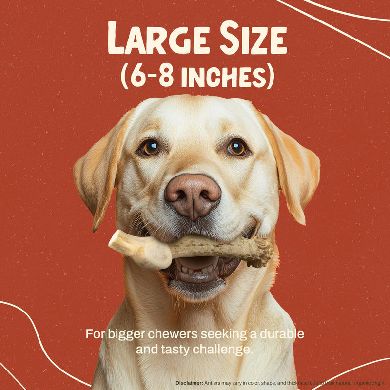 Heartland Deer Antlers for Dogs - Daily Dental Care Chews for Aggressive Chewers to Reduce Plaque & Prevent Destructive Behavior (Large, 6-8", 1-Pack, Grade A, USA Made) Large (Dogs 45-65 lbs) - PawsPlanet Australia