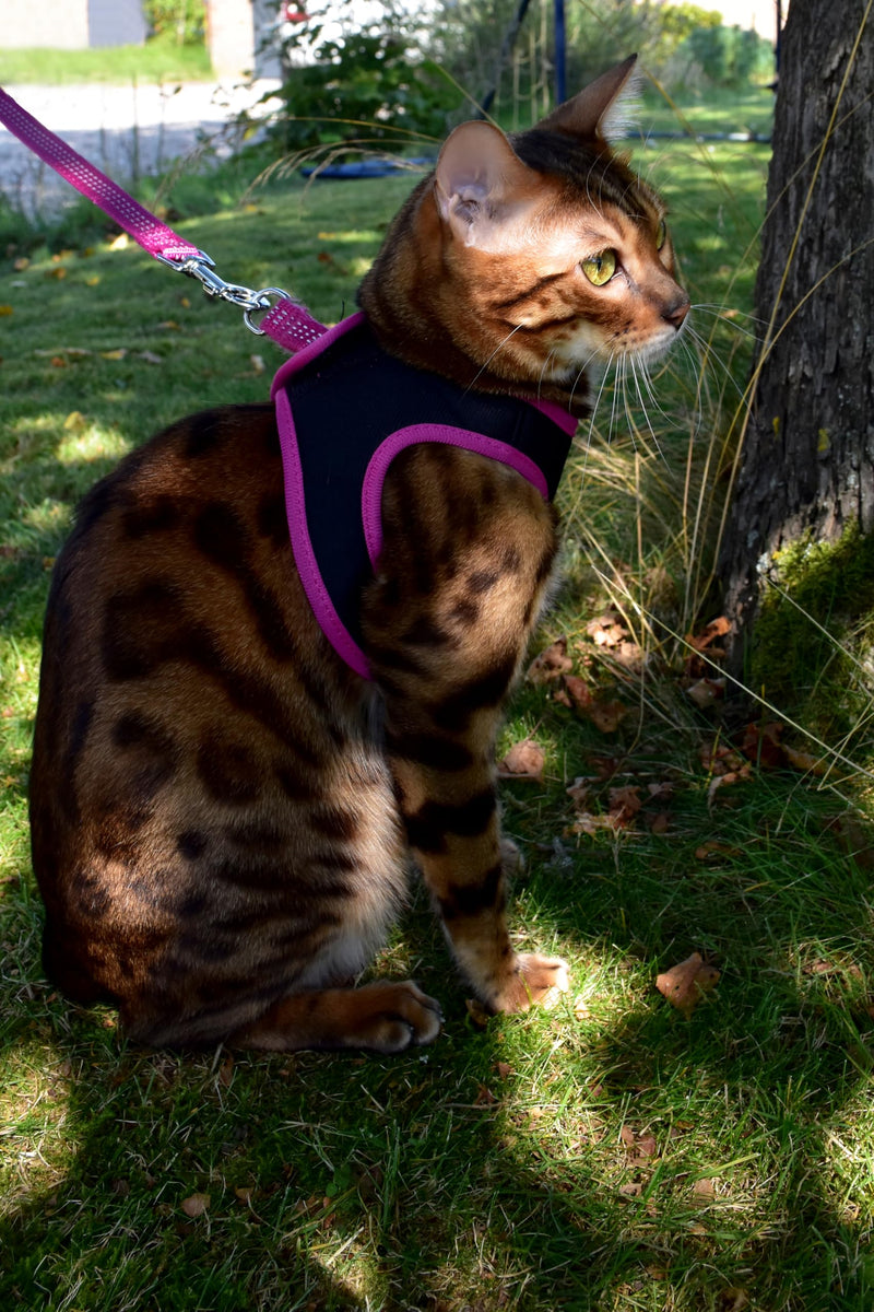 Bobby Safe Cat Harness with Leash, Harness for Extra Small Cats, Puppy Cat Harness Set, Adjustable, Reflective, Red, For Cats 3-6 KG