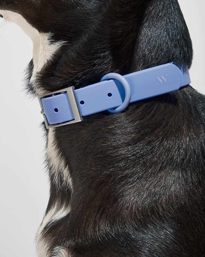 Wild One Collar - Medium - Moonstone - PawsPlanet Australia