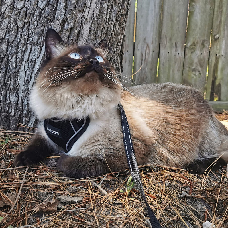 Cat Harness and Leash Set for Walking Escape Proof - Reflective Adjustable Cat Vest Harness for Small to Large Cat Puppy - Cute Mesh Breathable Soft Cat Full Body Harness M (neck:11"-14.3" chest:16"-20") Black - PawsPlanet Australia