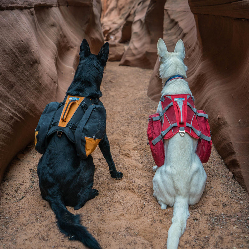 Kurgo Big Baxter Dog Backpack, Dog Saddlebag, Dog Pack, Adjustable Saddlebag for Hiking, Walking, Running, Camping, Black/Orange - PawsPlanet Australia