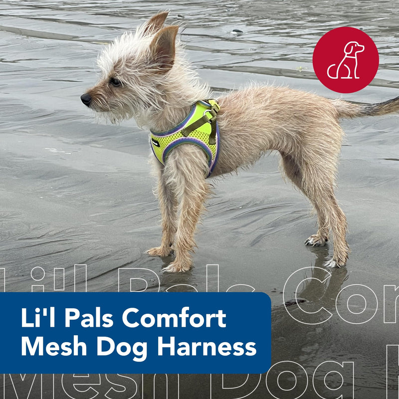 Coastal Pet Li'l Pals Comfort Mesh Dog Harness - No-Pull Step-in Dog Harness for Small Dogs & Puppies - Dog Cooling Vest - Lime - 3/8" x 10"-12" - PawsPlanet Australia
