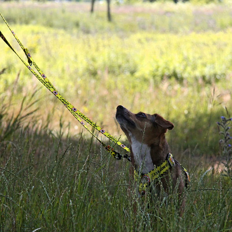 Dingo DO NOT PET Material Leash Adjustable Safe Control Caring for Special Dog Needs Black/Yellow Size L 15364 YELLOW - PawsPlanet Australia