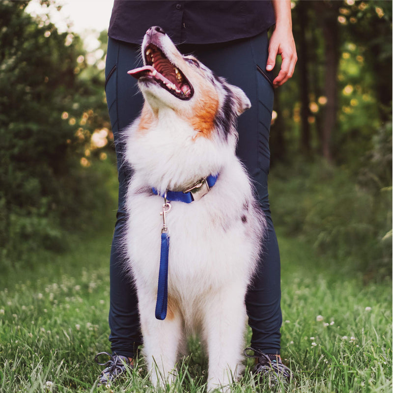 Blue-9 Dog Training Leash, 9 Inch Tab Lead for Obedience, Recall, and Agility Training, Made in The USA Red - PawsPlanet Australia