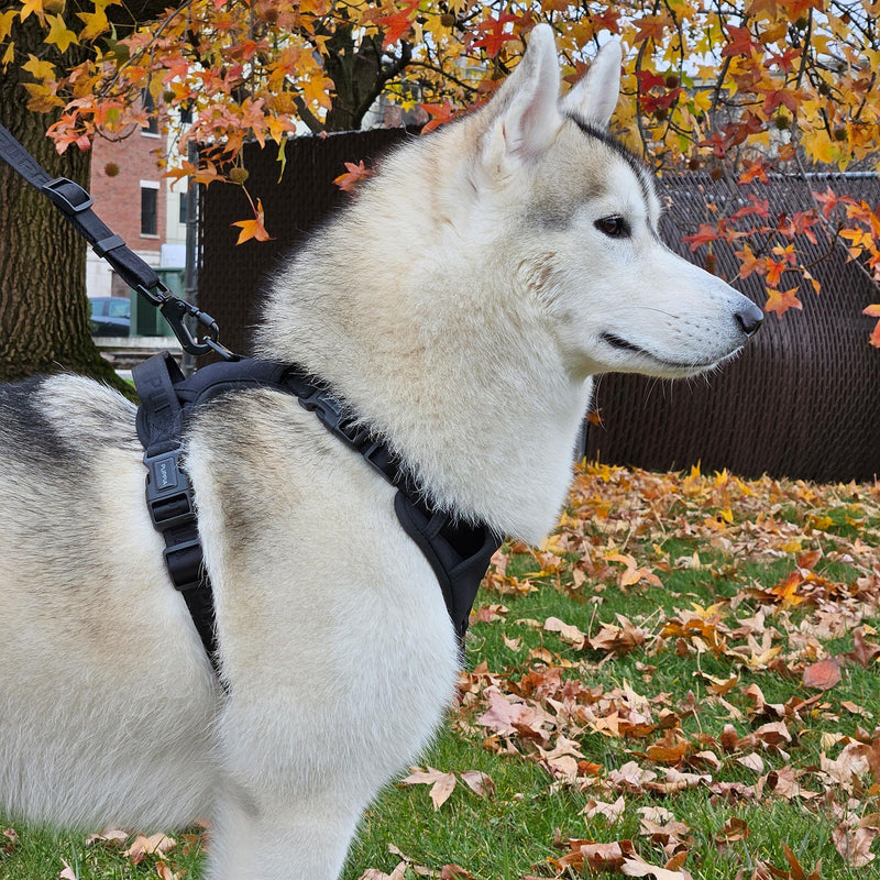 Puppia Jarek Dog Harness H Comfortable Sturdy Handle Adjustable Neck and Chest for Small and Medium Dogs - Black - XXL XX-Large - PawsPlanet Australia