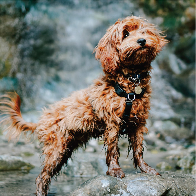 Blue-9 Buckle-Neck Balance Harness, Fully Customizable Fit No-Pull Harness, Ideal for Dog Training and Obedience, Made in The USA, Red, Medium M (Ribcage: 21"-32") - PawsPlanet Australia