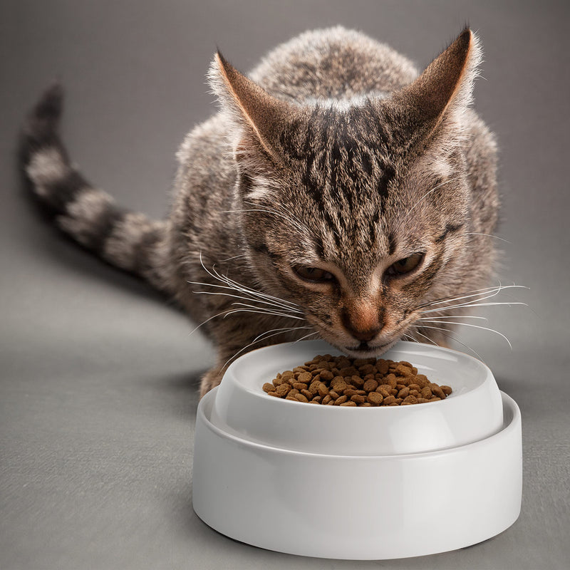 CatGuru Cat Bowls, Whisker Stress Free Cat Food Bowl, Reliefs Whisker Fatigue, Wide Cat Bowl, Non Slip Cat Food Bowls, Shallow Cat Dish, Cat Feeding & Watering Supplies (Ceramic, White) 1 Count (Pack of 1) white us - PawsPlanet Australia