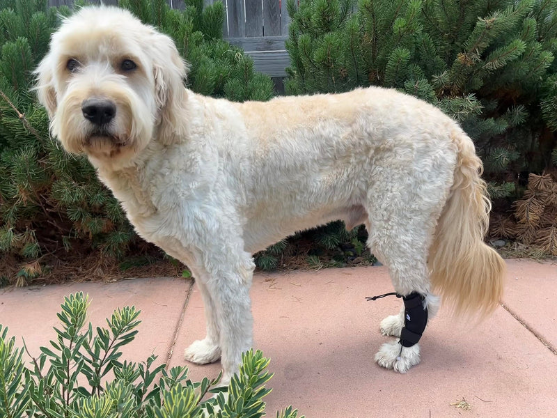 Labra Dog Canine Knuckling Corrector Toe Dragging Brace Wrap for Front or Rear Back Leg Paw L/XL - PawsPlanet Australia