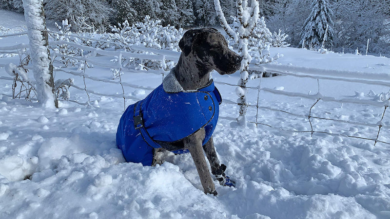 MUTTLUKS, Belted Winter Dog Coat with Waterproof Windproof Breathable Fabric 12 Red - PawsPlanet Australia