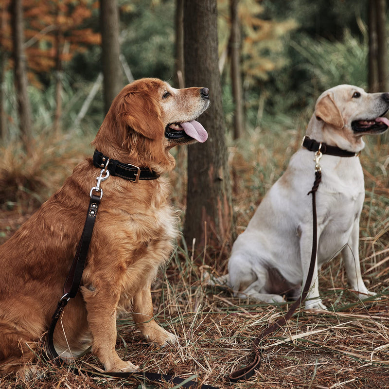 Leather Dog Leash Traffic 6ft Heavy Duty Training for Large Medium Small Breed Dog Brown Double Handle Pet Leashes (6FT * 4/5", Brown) 6FT * 4/5" Dark Drown - PawsPlanet Australia