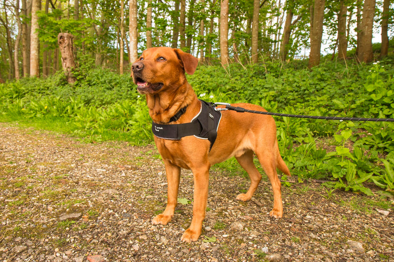 Mountain Paws Extra Tough Dog Harness | To Fit Chest Sizes 45–108cm, With Central Grab Handle And Reflective Piping Extra Large - PawsPlanet Australia