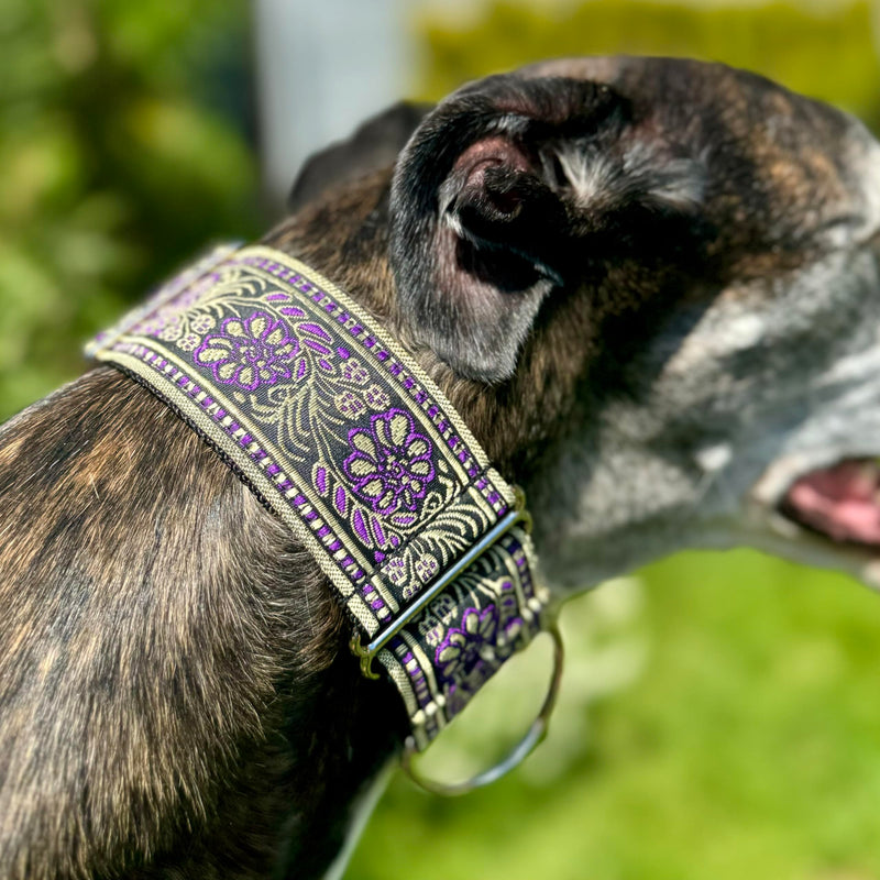 Martingale Dog Collar for Greyhound Saluki Whippet and Other Breeds with Similar Neck 2" Wide (M 11''-14'') M 11''-14''