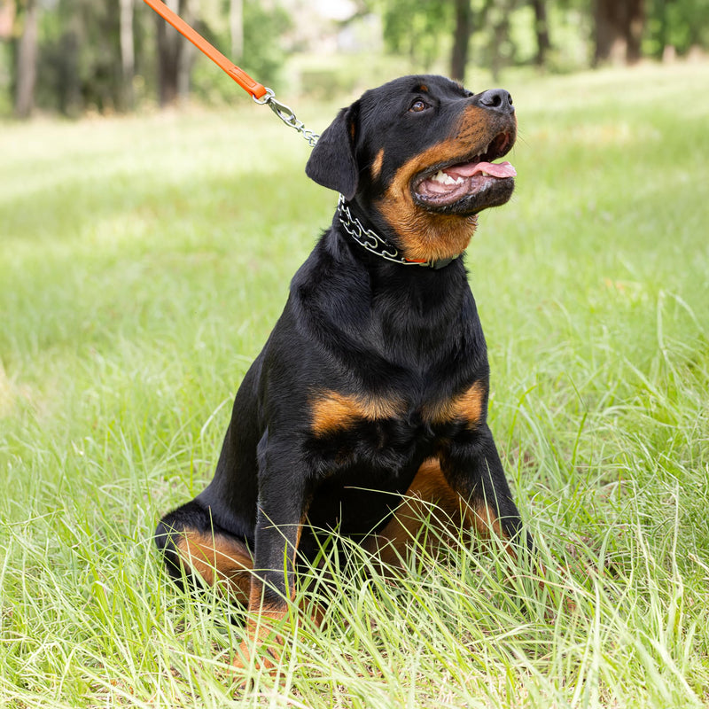 Herm Sprenger Chrome Plated Steel Dog Collar with Short Links and Quick Release ClicLock Buckle and Biothane Insert Made in Germany 20in x 3.0mm (Neck Size up to 16-17in) (Hunter Orange) Hunter Orange - PawsPlanet Australia