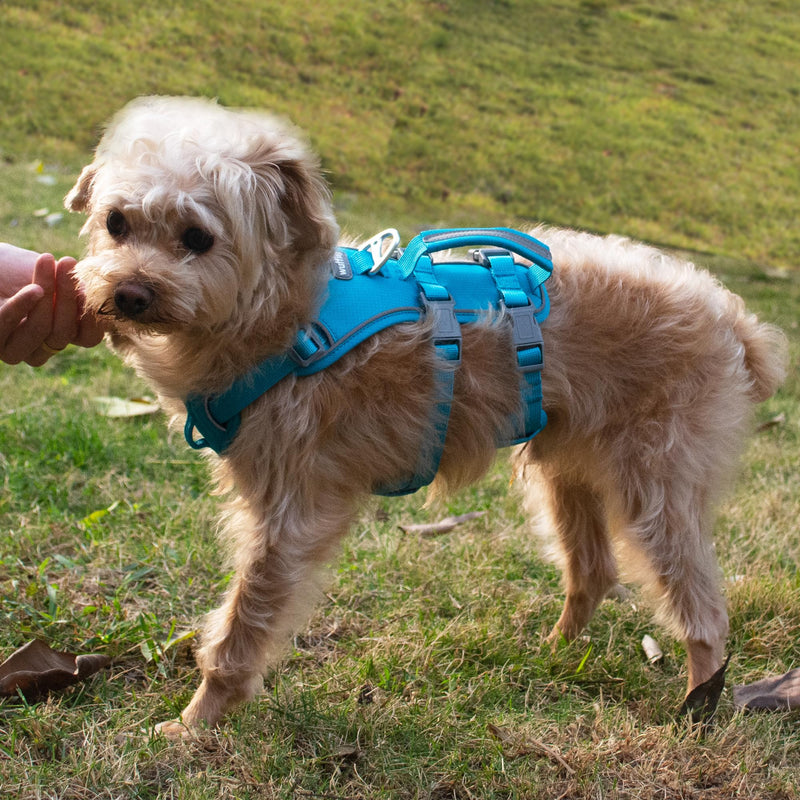 Escape Proof Dog Harness and Leash Set, Lightweight Dog Harness with Lift and Assist Handle, No Pull Reflective Pet Vest for Small Medium Dogs, Ideal for Puppy Walking and Training (Blue, S) Blue (Harness+Leash)