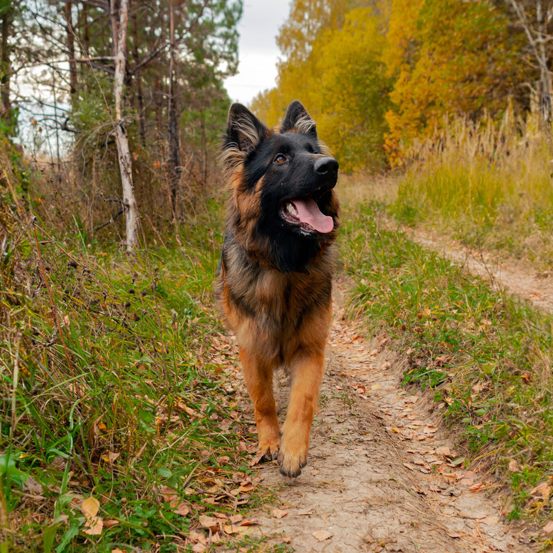 Dog Paw Trail Wax 2oz - Use Before Taking Dogs on a Hike - Balm Helps Protect Against Rocks, Uneven Terrain, Thorns, Glass - Moisturizes and Improves Elasticity - Lick-Safe - Made in USA - PawsPlanet Australia