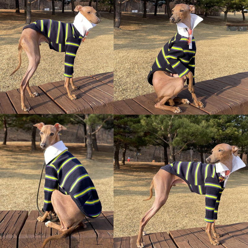 D Doggy Star Italian Greyhound Clothes Collared Stretchy T Shirts Whippet for Dogs (L,Collared Navy) Model Student T L COLLARED NAVY - PawsPlanet Australia