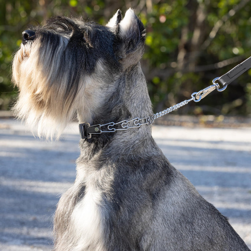 Herm Sprenger Chrome Plated Steel Dog Collar for Small Dogs with Quick Release ClicLock Buckle & Biothane Insert Prong Collar for Dogs Made in Germany (Black, 16in x 2.25mm(Neck Size up to 13-14in)) Black 16in x 2.25mm(neck size up to 13-14in) - PawsPlanet Australia