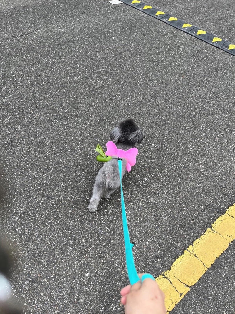 Pink Bowtie Harness and Leash Set for Small Dogs and Cats Adjustable Coral Fleece Escape-Proof Harness Leash Pink L - PawsPlanet Australia