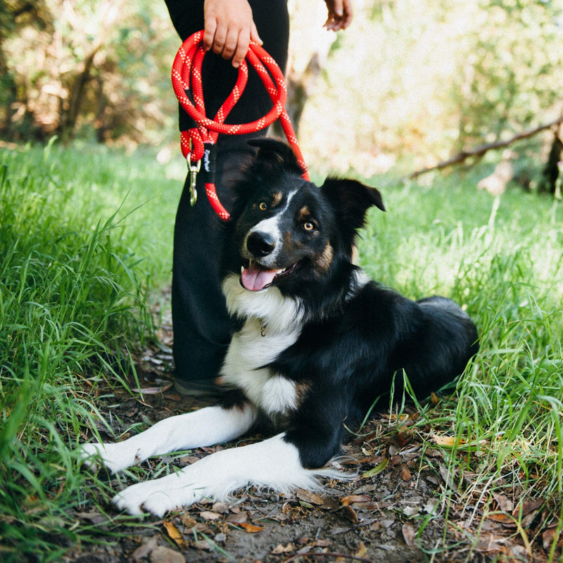 ZippyPaws - Climbers Dog Leash - Tough Climbing Rope Dog Leash - 2/3 Inch Thick 6ft Green