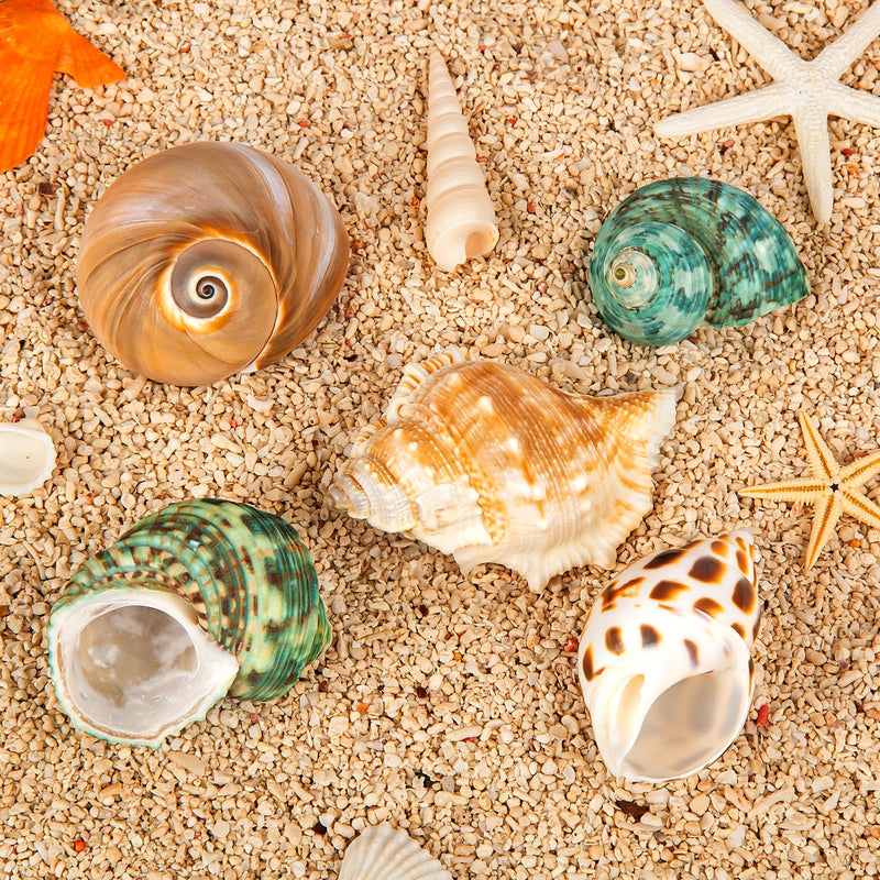 5PCS Hermit Crab Shells | Natural Sea Conch Size 2.1" - 2.8", Opening Size 0.9" - 1.5" | Medium Large Turbo Seashells for Hermit Crab Supplies and Beach Decoration Sea Shell - PawsPlanet Australia