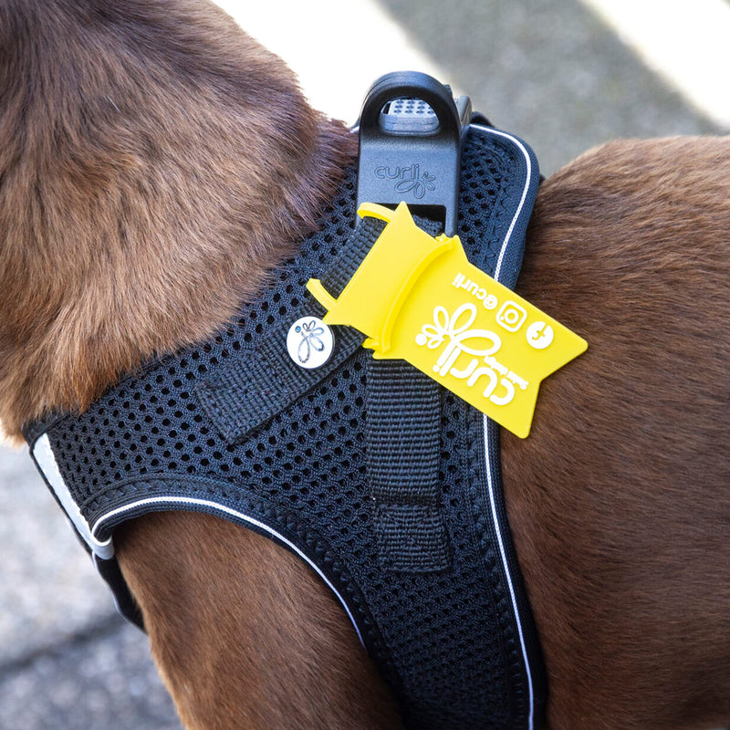 Curli Vest Harness D-Ring Buckle Mandarin M - PawsPlanet Australia