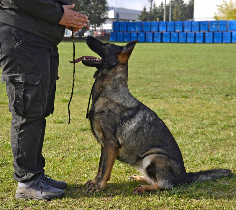 Dingo Gear Dog Choke Collar Hand Sewn Strong Polypropylene Braided Cord Two Limiters Waterproof Choker for K9 Training IGP Agitation Bite Work Obedience XS - Black (S04046) 2 LIMITERS
