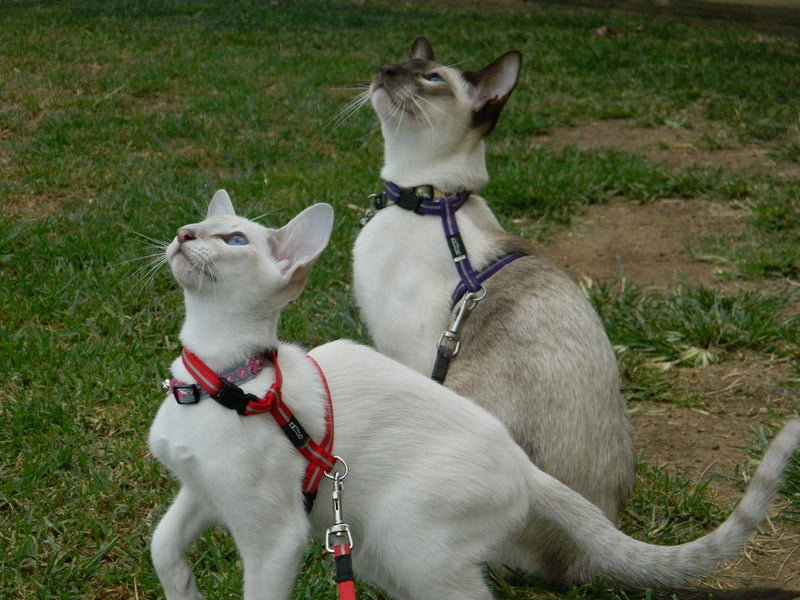 Rogz Catz Alleycat Lead and Harness, Red Pink