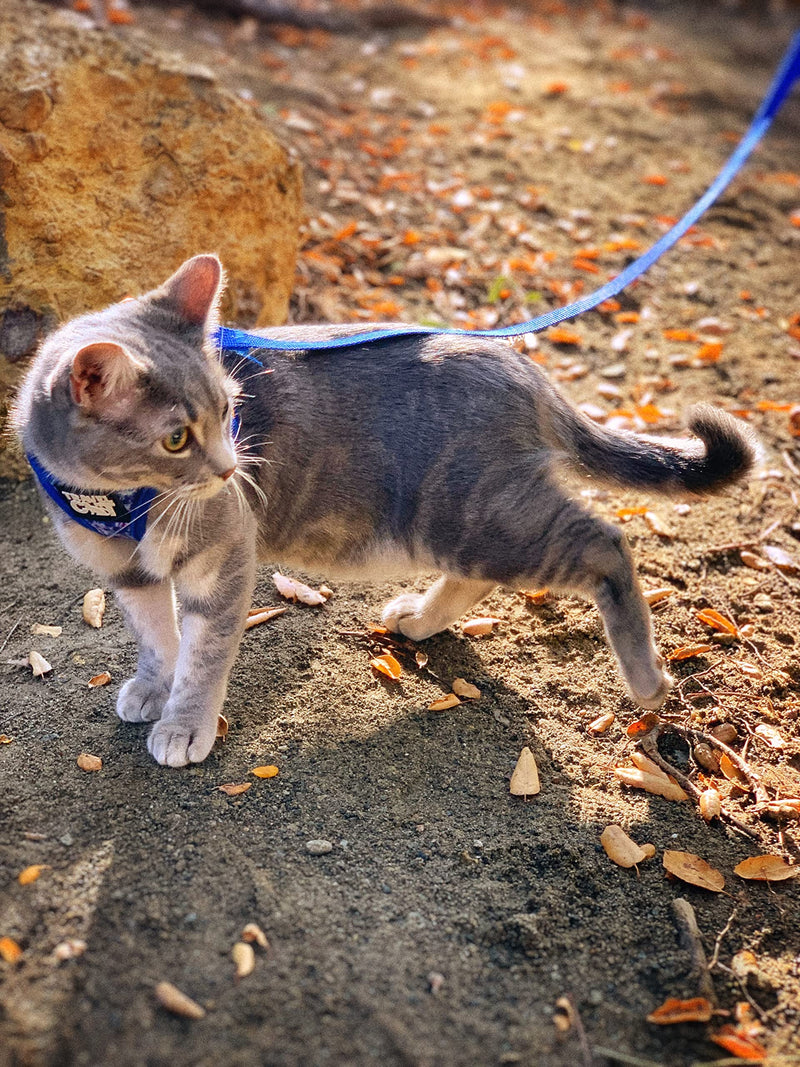 Travel Cat & Stray Cat Harness and Leash Set - Adjustable Fit Mesh Cat Harness and Reflective Strap - Comfort Escape Proof Harness for Cats, Kitten for Outdoor Walking, Hiking (Small, Groovy) Small Groovy Cat - PawsPlanet Australia