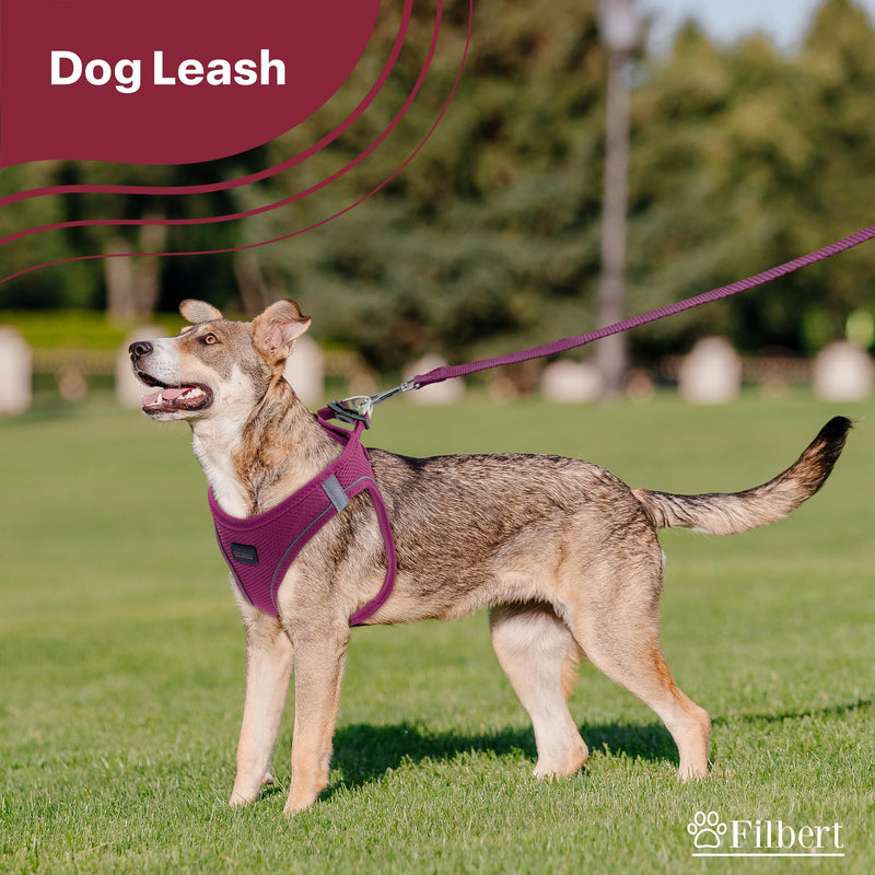 Filbert Nylon Dog Leash, Heavy Duty Leash, for Medium and Small Dogs, 3/4 inch X 4.6ft Strong and Durable, Traction Rope, Orange Neon Orange - PawsPlanet Australia