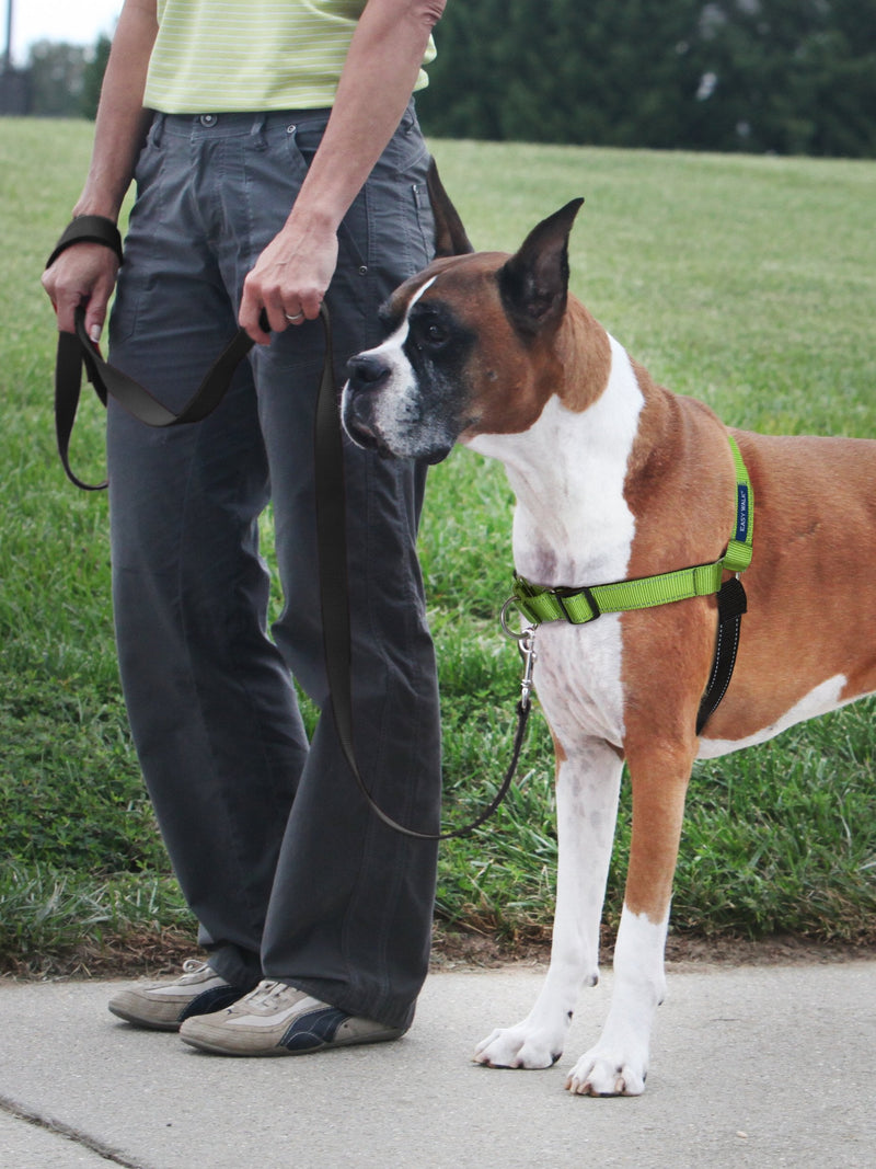 PetSafe Easy Walk Deluxe Dog Harness, No Pull Dog Harness – Perfect for Leash & Harness Training – Stops Pets from Pulling and Choking on Walks – Large, Apple Large (Pack of 1) Apple Green - PawsPlanet Australia