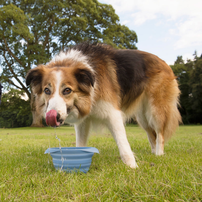 Collapsible Travel Dog Bowl, Pet Food & Hiking Water Bowl, Food Grade Silic1 Bowl for Dogs, Travel Accessories for Pets, BPA Free, Carabiner, Collaps a Bowl, Mash n’ Stash, Zippy Bowl (New Version) Regular Kurgo Blue