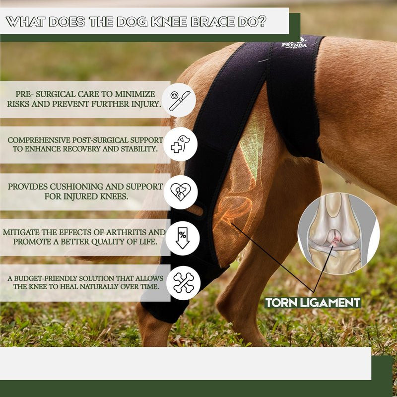 Adjustable Dog Knee Brace for Torn ACL and Luxating Patella - Support for Back Leg, Hip Dysplasia, and Post-Surgery Recovery. Optimal Comfort and Stability for Your Beloved Pet Medium - PawsPlanet Australia